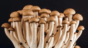 Biodiversité Les champignons aussi sont menacés