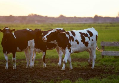 Élevage Des experts proposent un Nutri-Score du bien-être animal