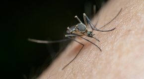 Antimoustiques Que valent les répulsifs naturels ?