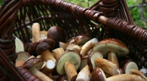 Cueillette des champignons Pourquoi il faut éviter les applications