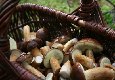 Cueillette des champignons Pourquoi il faut éviter les applications