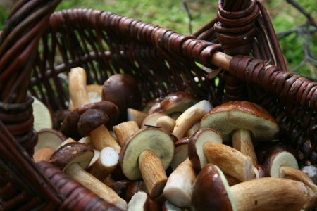 #champignons