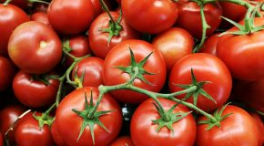 Pesticides De nombreux résidus dans les tomates espagnoles et marocaines