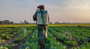 Quels sont les aliments les plus contaminés aux pesticides et ceux qui en contiennent le moins ?