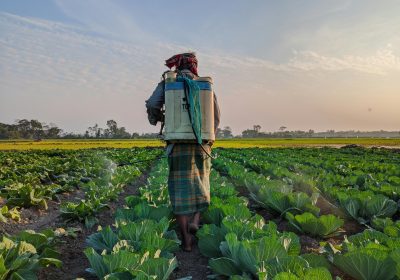 Quels sont les aliments les plus contaminés aux pesticides et ceux qui en contiennent le moins ?
