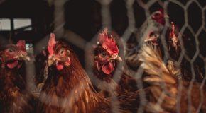 Œufs de poules en cage Toujours en rayon, malgré les promesses