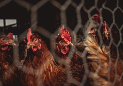 Œufs de poules en cage Toujours en rayon, malgré les promesses