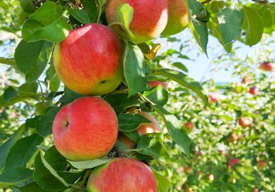 Pesticides Des contaminations multiples sur les pommes