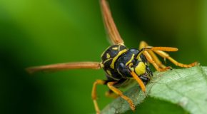 Frelons asiatiques Comment les piéger en respectant la biodiversité
