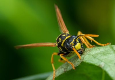 Frelons asiatiques Comment les piéger en respectant la biodiversité